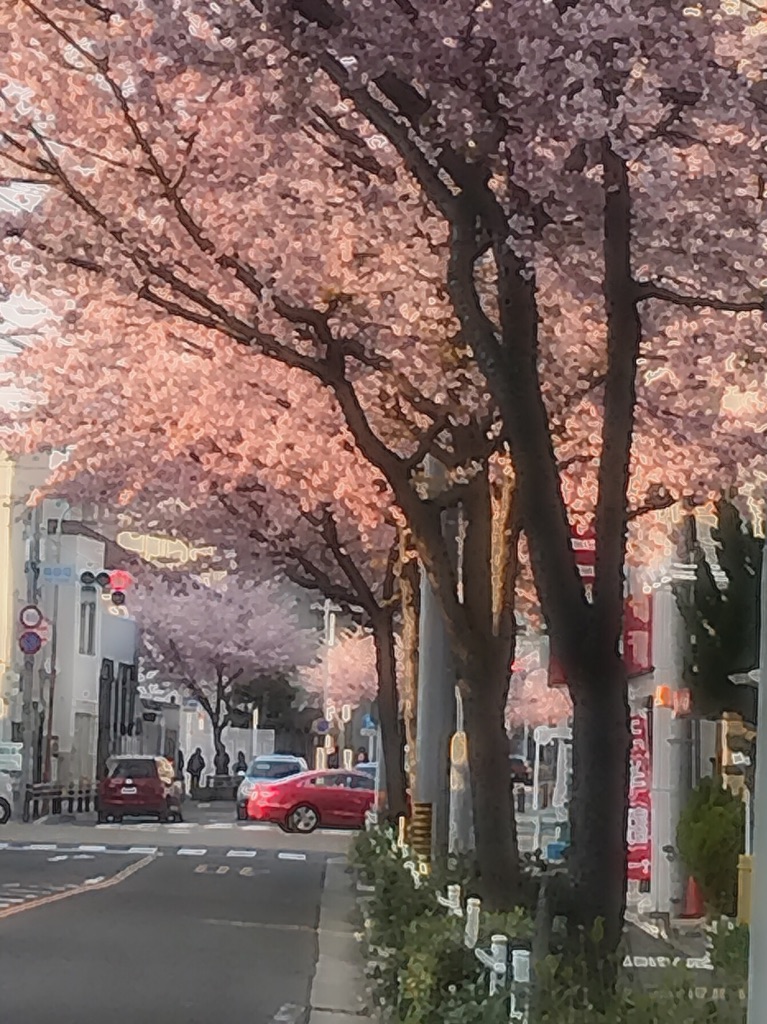 愛知県名古屋市で一番早く桜が見られるところ 東区に咲く大寒桜と寒緋桜 素敵 元気 アラフィフ