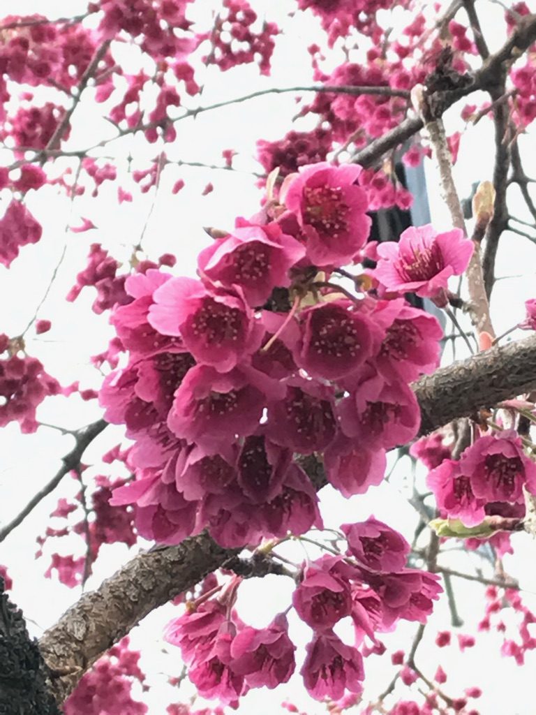 名古屋 大寒 桜 高岳駅近くの桜。オオカンザクラの並木道へ。